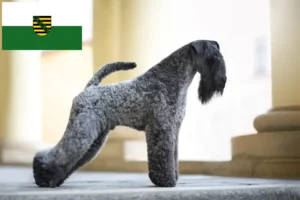 Read more about the article Kerry Blue Terrier tenyésztők és kölykök Szászországban