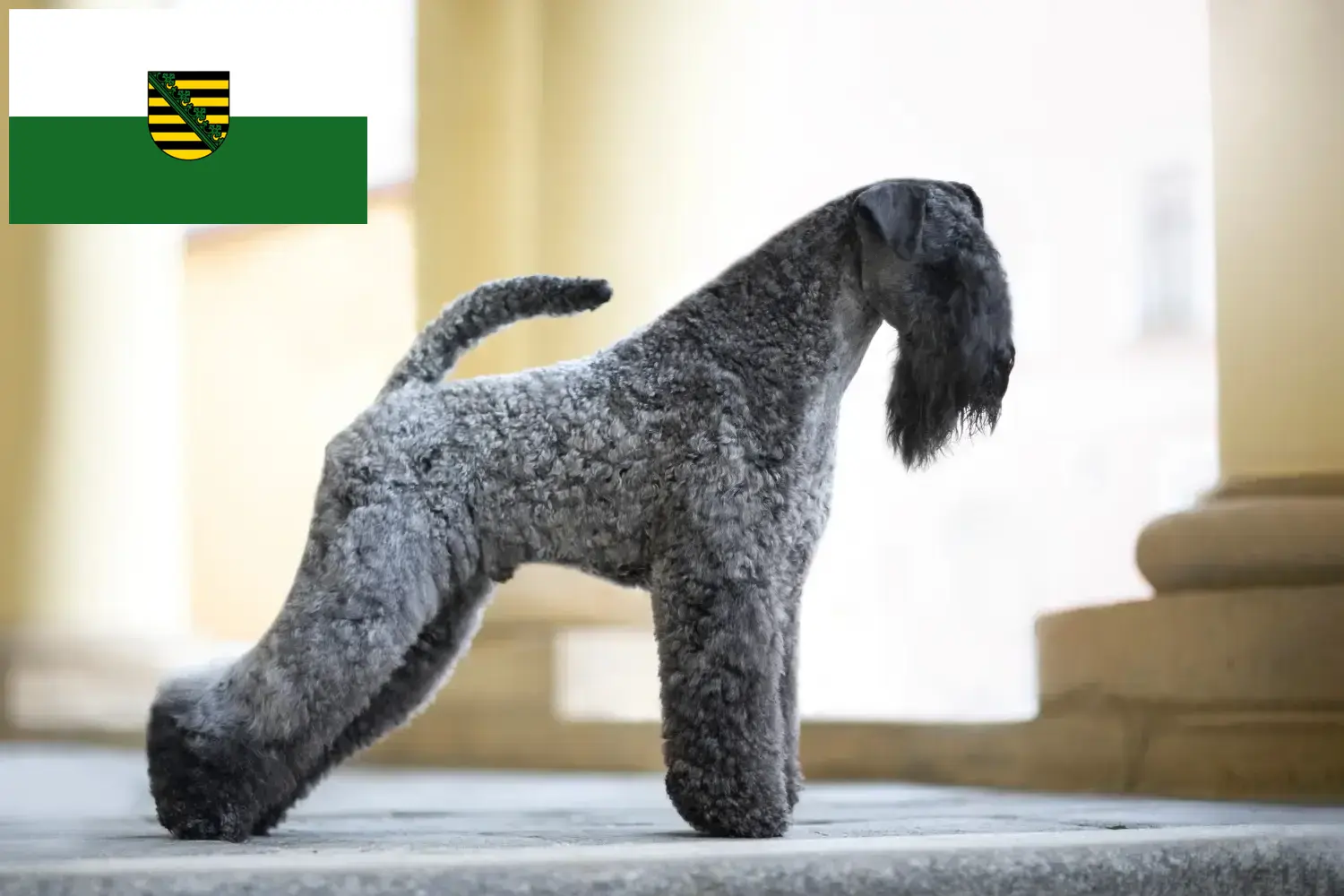 Kerry Blue Terrier kiskutyák és tenyésztő Szászország Itt találsz Kerry Blue Terrier tenyésztőket Szászországban.