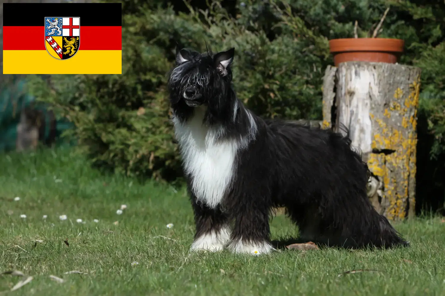 Kínai címeres kutya kiskutyák és tenyésztők Saarland Itt megtalálhatja a Saar-vidéki kínai címeres kutyatenyésztőket.
