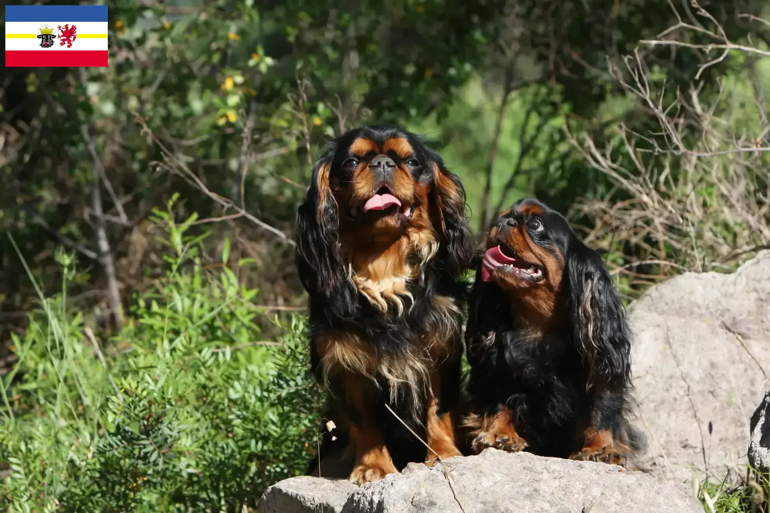 King Charles Spaniel kiskutyák és tenyésztők Mecklenburg-Elő-Pomeránia Itt találhat King Charles spániel tenyésztőket Mecklenburg-Elő-Pomeránia területén.