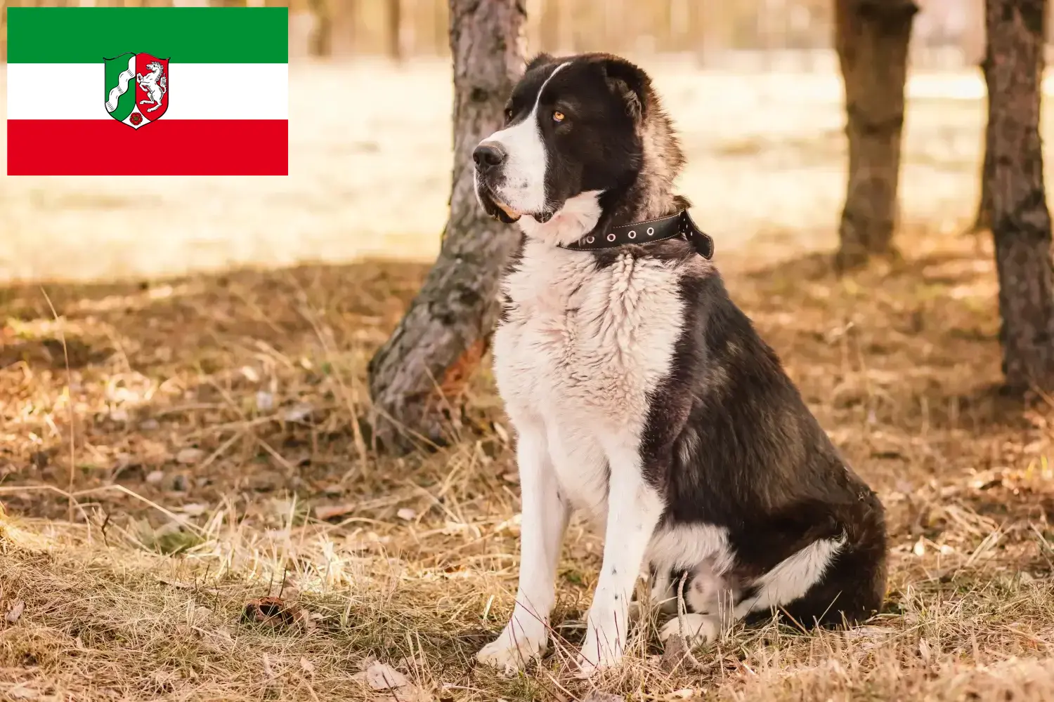 Közép-ázsiai juhászkutya kölykök és tenyésztő Észak-Rajna-Vesztfália Itt közép-ázsiai juhászkutyák tenyésztőit találja Észak-Rajna-Vesztfáliában.