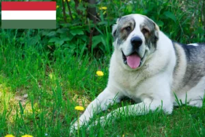 Read more about the article Közép-ázsiai pásztorkutya tenyésztő és kölykök Magyarországon