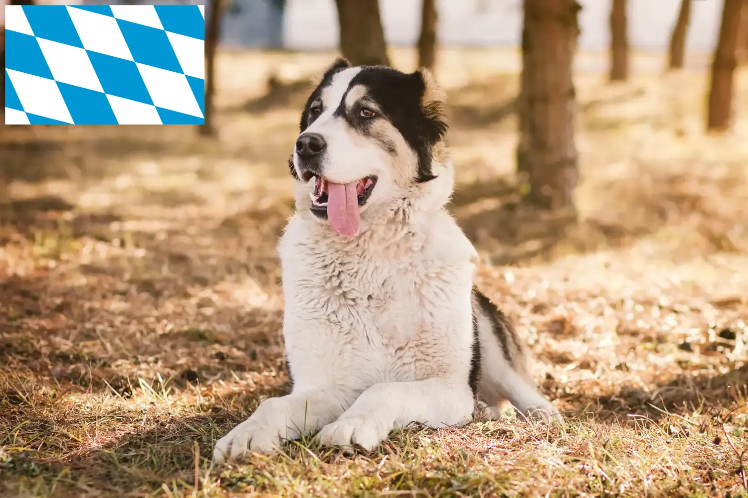 Közép-ázsiai juhászkutya kölykök és tenyésztő Bajorországban Itt talál közép-ázsiai juhászkutyák tenyésztőit Bajorországban.