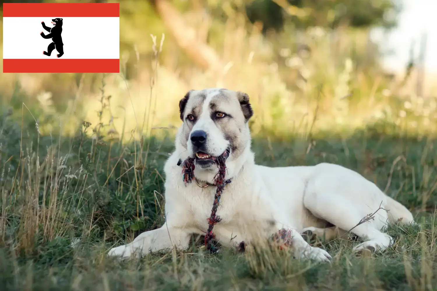Közép-ázsiai juhászkutya kölykök és tenyésztő Berlin Itt találsz közép-ázsiai pásztorkutyatenyésztőket Berlinben.