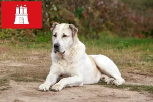 Read more about the article Közép-ázsiai juhászkutya tenyésztő és kölykök Hamburgban