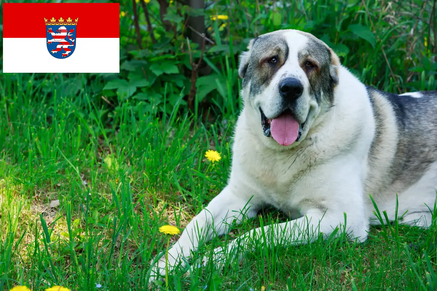 Közép-ázsiai juhászkutya kölykök és tenyésztő Hessen Itt találsz közép-ázsiai pásztorkutyatenyésztőket Hessenben.