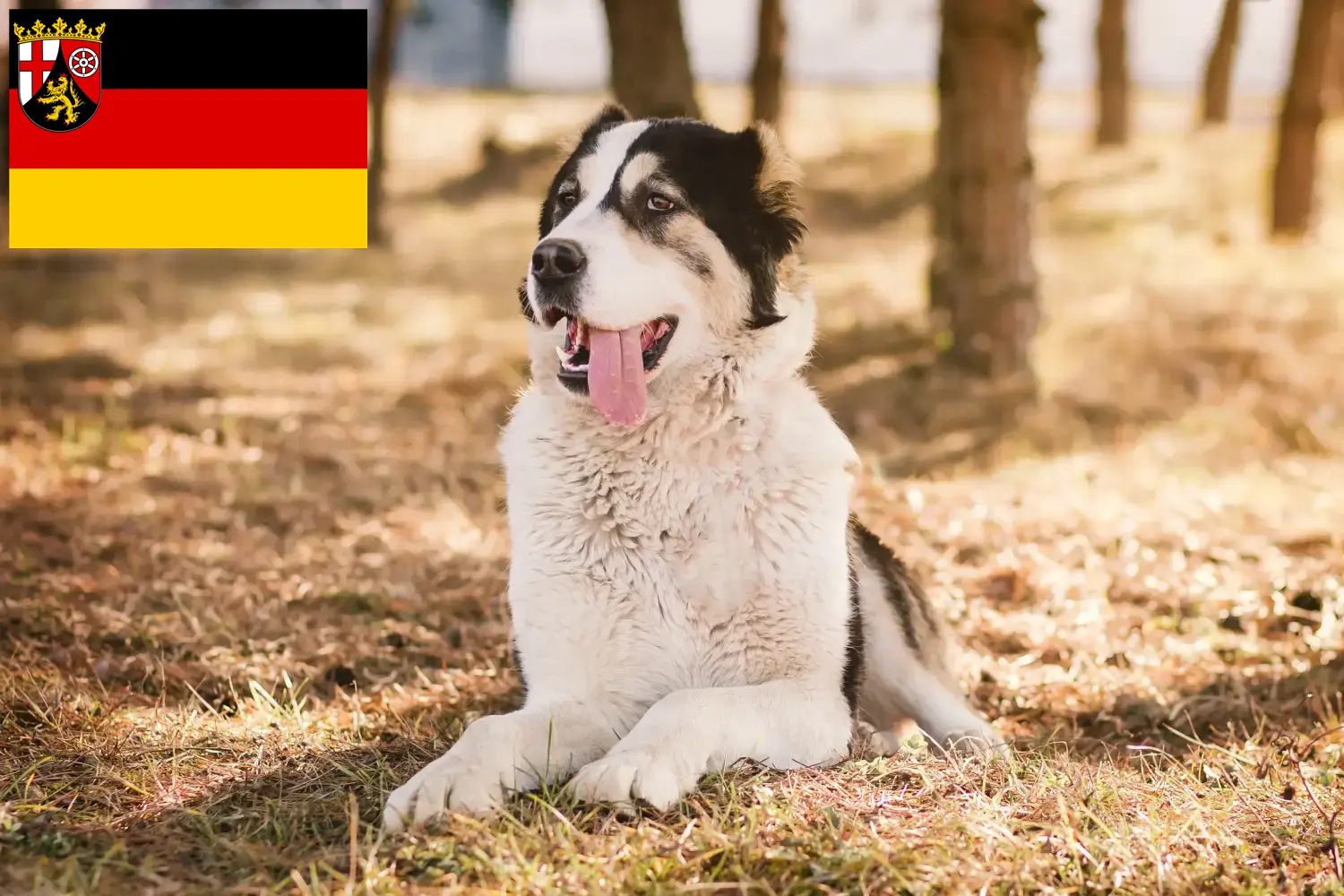 Közép-ázsiai juhászkutya kölykök és tenyésztő Rajna-vidék-Pfalz Itt közép-ázsiai pásztorkutyák tenyésztőit találja Rajna-vidék-Pfalzban.
