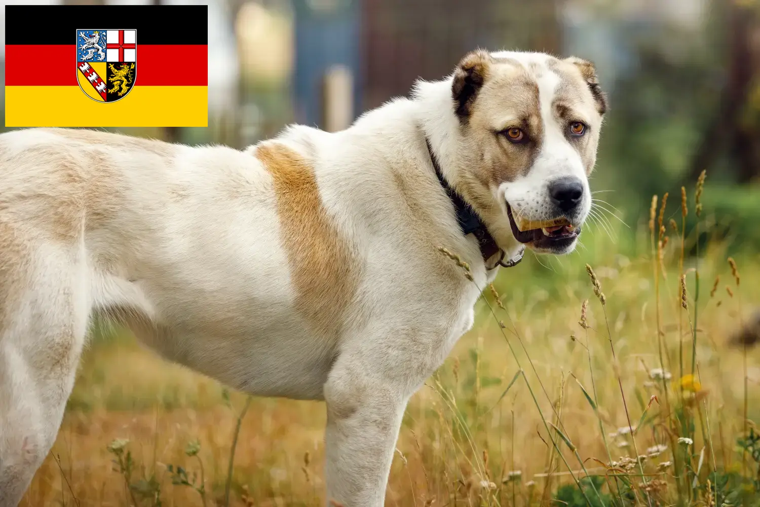 Közép-ázsiai juhászkutya kölyökkutyák és tenyésztő Saar-vidék Itt közép-ázsiai pásztorkutyatenyésztőket talál Saar-vidéken.