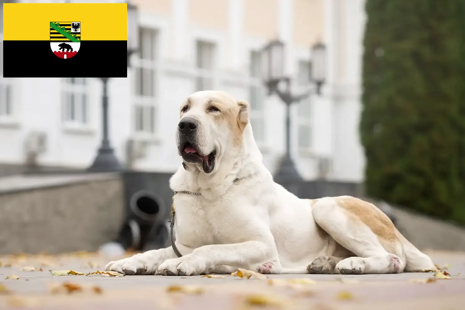 Közép-ázsiai juhászkutya kölykök és tenyésztők Szász-Anhalt tartományban Itt közép-ázsiai juhászkutyák tenyésztőit találja Szász-Anhaltban.