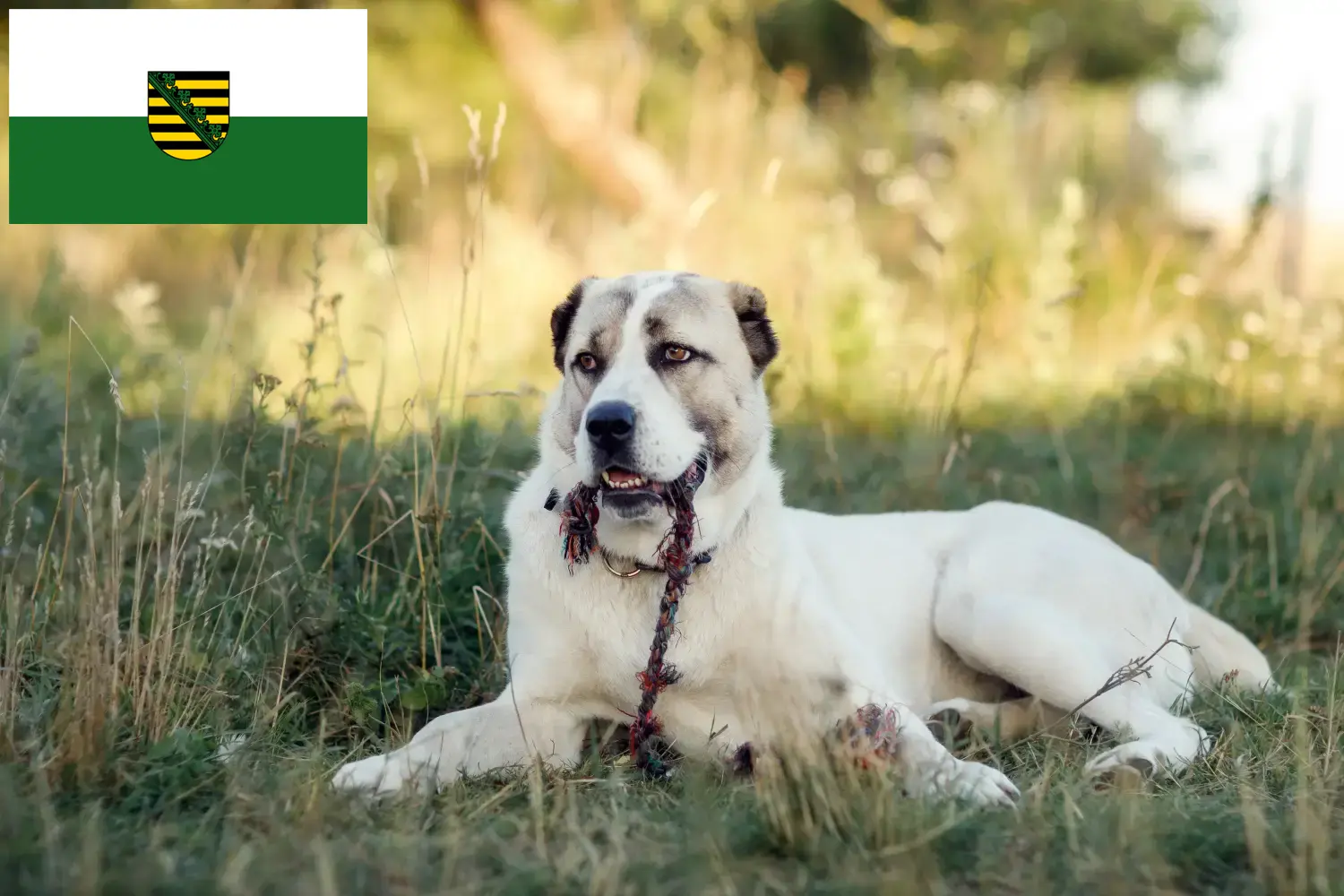 Közép-ázsiai juhászkutya kölyökkutyák és tenyésztő Szászország Itt közép-ázsiai juhászkutyák tenyésztőit találja Szászországban.