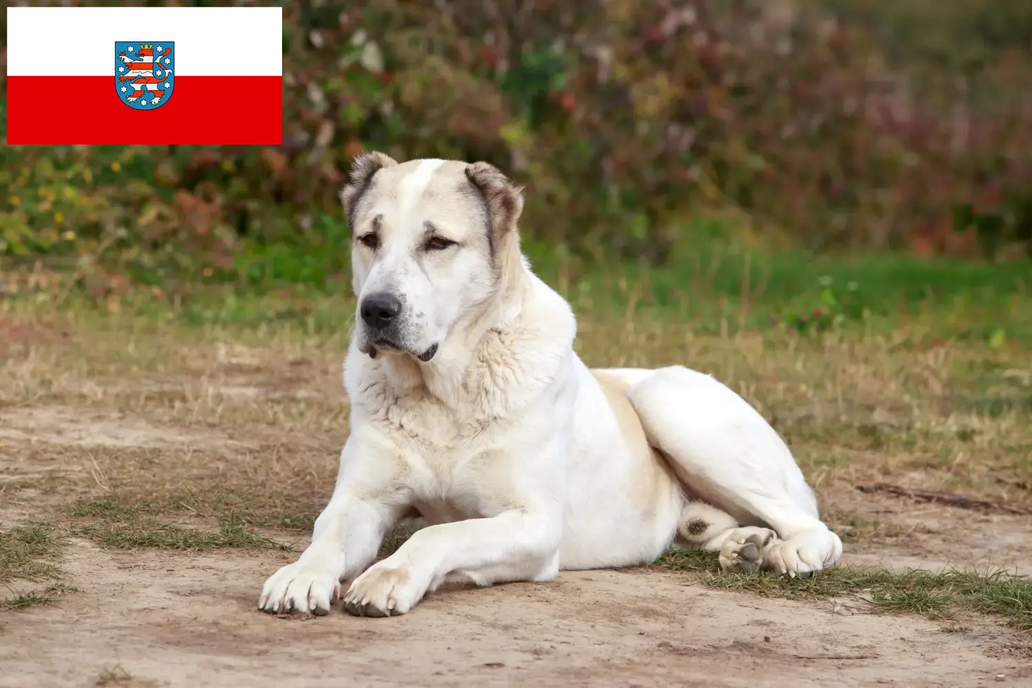 Közép-ázsiai juhászkutya kölykök és tenyésztő Türingia Itt találsz közép-ázsiai pásztorkutyatenyésztőket Türingiában.