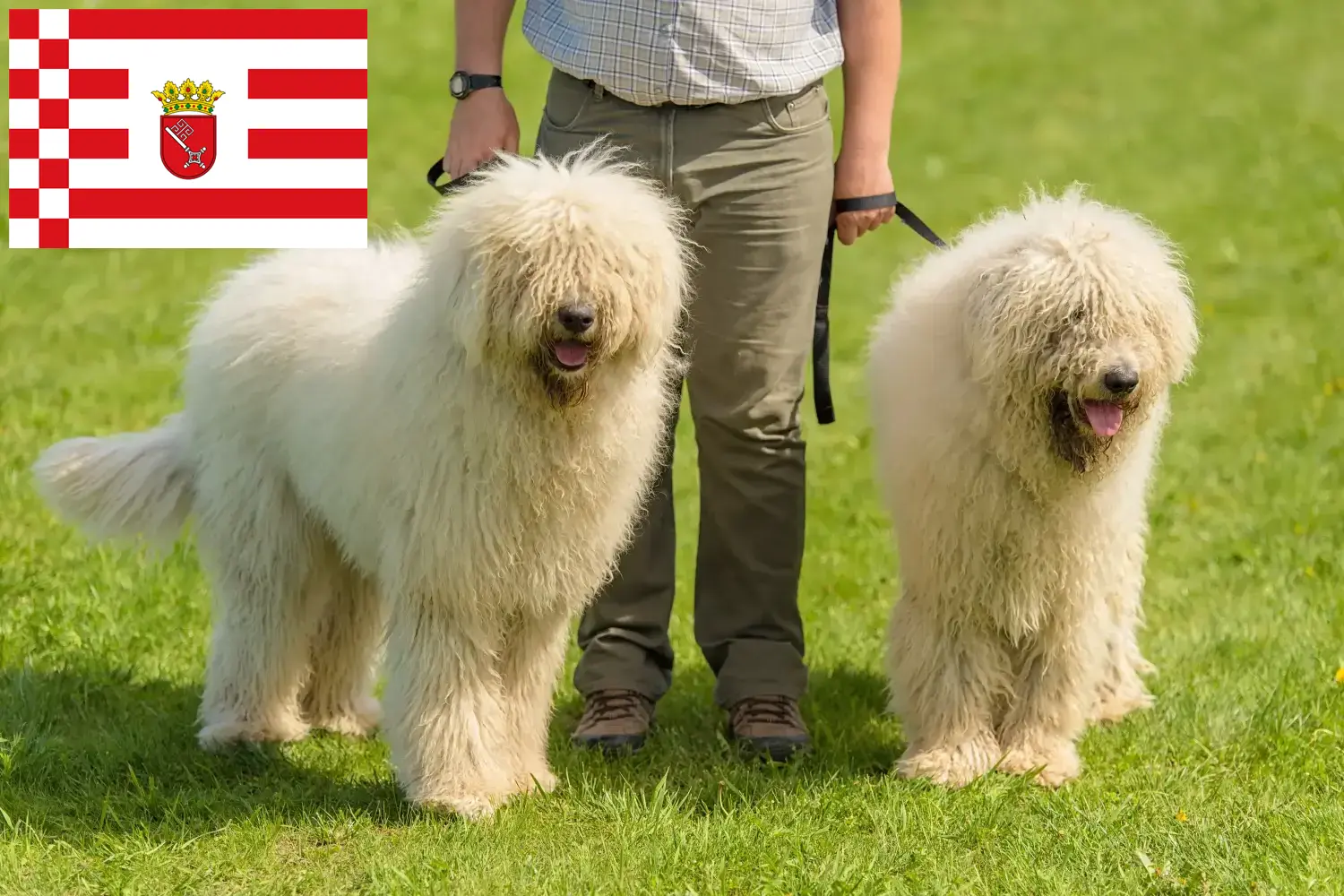 Komondor kiskutyák és tenyésztők Bremen Itt talál Komondore tenyésztőket Brémában.