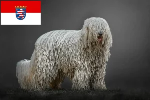 Read more about the article Komondor tenyésztők és kölykök Hessenben