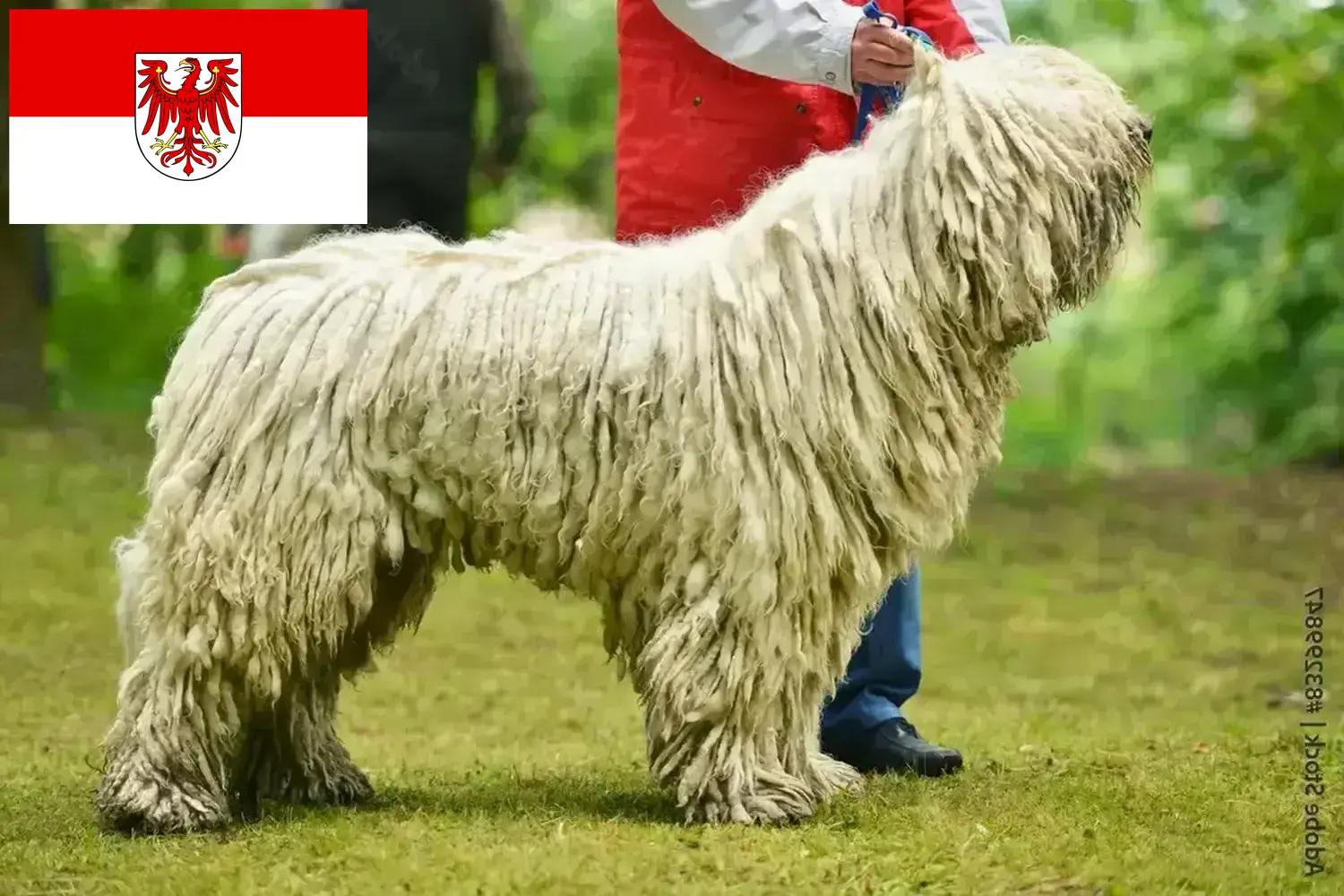 Komondor kölyökkutyák és tenyésztők Brandenburg Itt találhat Komondore tenyésztőket Brandenburgban.