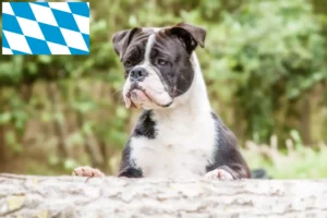 Read more about the article Kontinentális bulldog tenyésztők és kölykök Bajorországban
