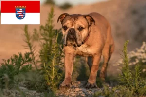 Read more about the article Kontinentális bulldog tenyésztők és kölykök Hessenben