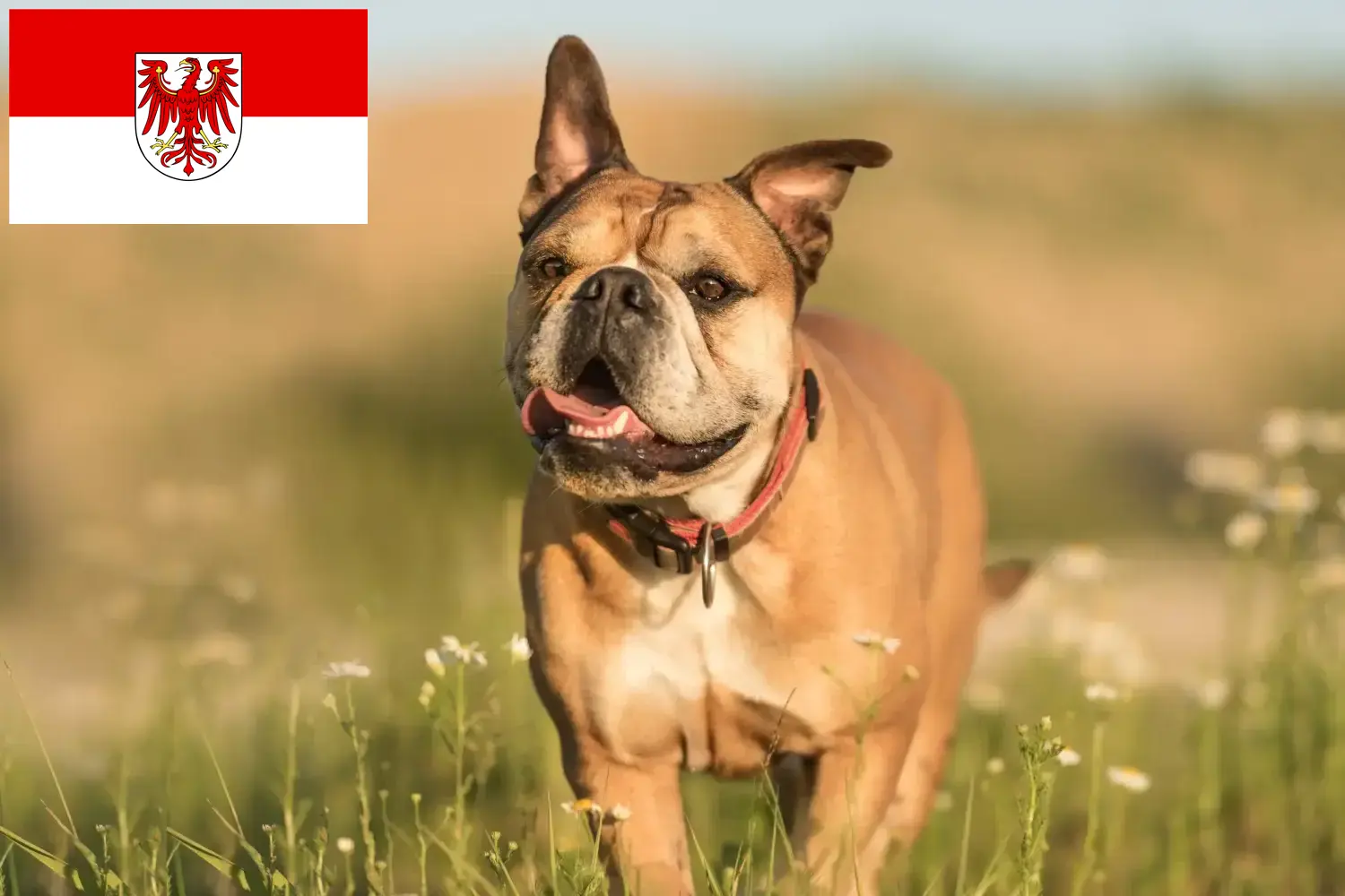 Kontinentális bulldog kölyökkutyák és tenyésztők Brandenburg Itt találhat Continental Bulldog tenyésztőket Brandenburgban.