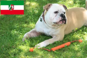 Read more about the article Kontinentális bulldog tenyésztők és kölykök Észak-Rajna-Vesztfália területén
