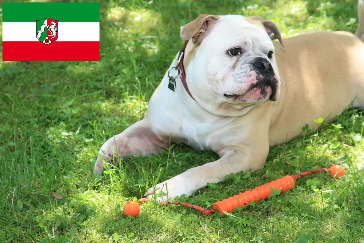 Read more about the article Kontinentális bulldog tenyésztők és kölykök Észak-Rajna-Vesztfália területén