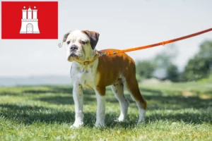 Read more about the article Kontinentális bulldog tenyésztők és kölykök Hamburgban