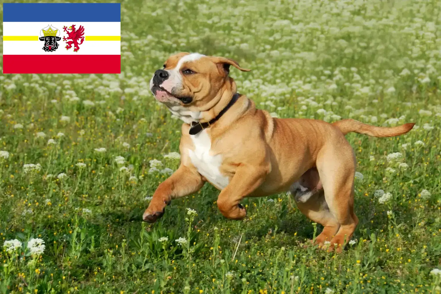 Read more about the article Kontinentális bulldog tenyésztők és kölykök Mecklenburg-Elő-Pomeránia tartományban