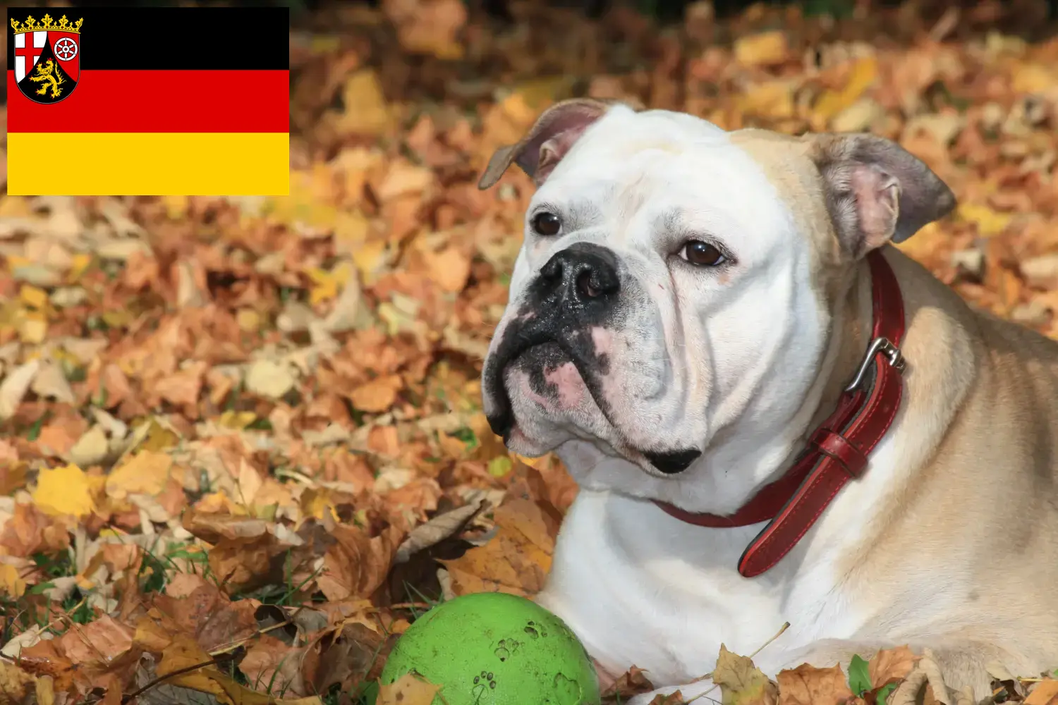 Kontinentális bulldog kölyökkutyák és tenyésztők Rajna-vidék-Pfalz Itt találhat Continental Bulldog tenyésztőket Rajna-vidék-Pfalzban.