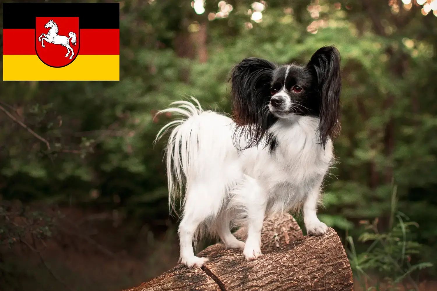 Kontinentális törpe spániel kölykök és tenyésztő Alsó-Szászországban Itt találsz Continental törpe spániel tenyésztőket Alsó-Szászországban.