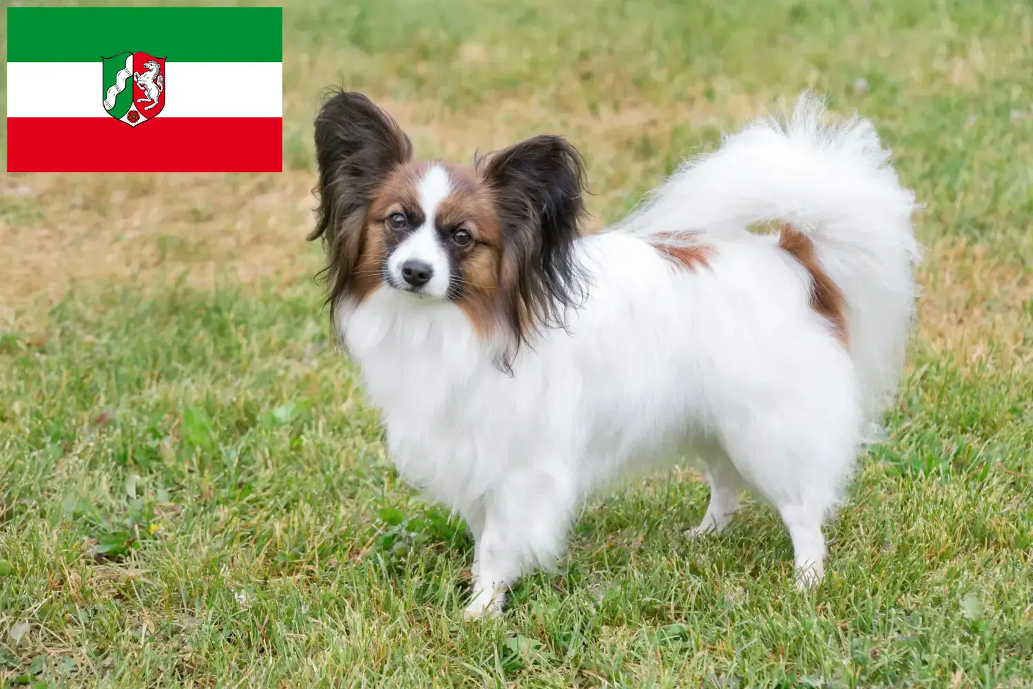 Kontinentális törpe spániel kiskutyák és tenyésztők Észak-Rajna-Vesztfália Itt megtalálhatja a Continental törpe spániel tenyésztőket Észak-Rajna-Vesztfália területén.