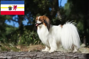 Read more about the article Kontinentális törpe spániel tenyésztő és kölykök Mecklenburg-Vorpommernben