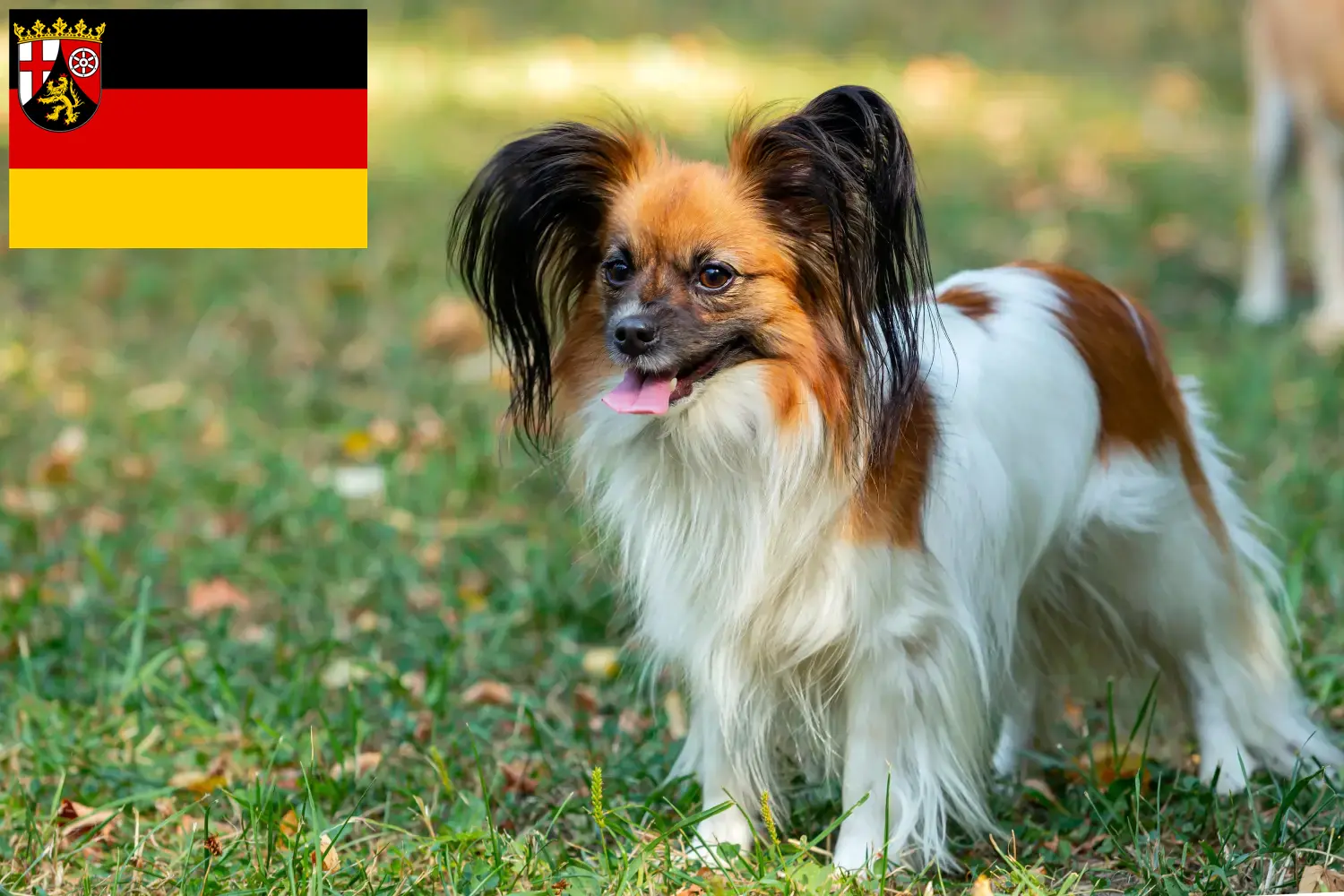 Kontinentális törpe spániel kiskutyák és tenyésztők Rajna-vidék-Pfalz Itt találsz Continental törpe spániel tenyésztőket Rajna-vidék-Pfalzban.