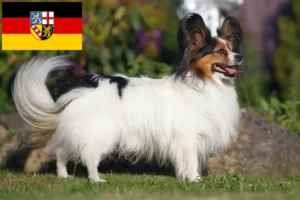 Read more about the article Kontinentális törpe spániel tenyésztő és kölykök Saar-vidéken