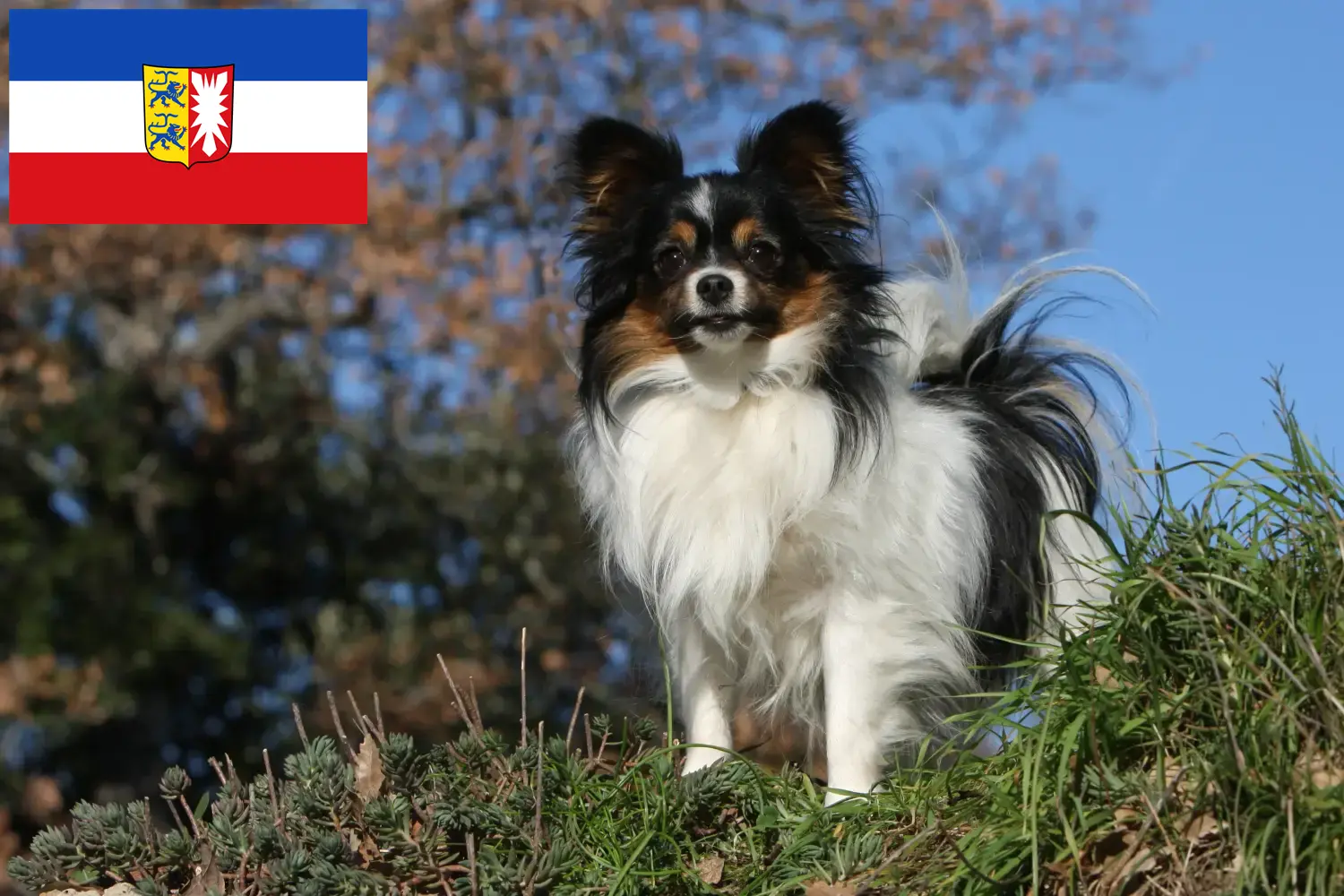 Kontinentális törpe spániel kölykök és tenyésztő Schleswig-Holstein Itt találhat Continental Dwarf Spaniel tenyésztőket Schleswig-Holstein területén.