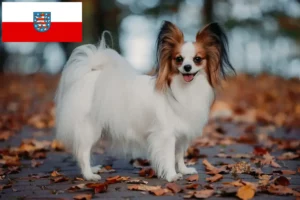 Read more about the article Kontinentális törpe spániel tenyésztő és kölykök Türingiában