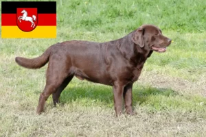 Read more about the article Labrador tenyésztők és kiskutyák Alsó-Szászországban