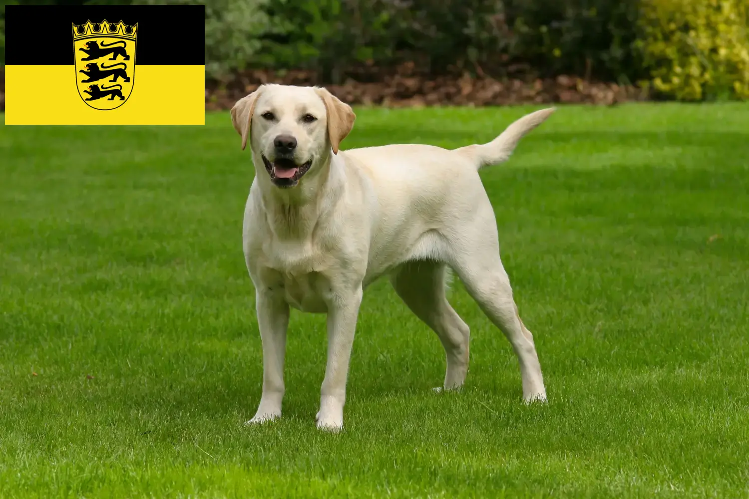 Labrador kölyökkutyák és tenyésztők Baden-Württemberg Itt találhat labrador tenyésztőket Baden-Württembergben.