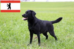 Read more about the article Labrador tenyésztők és kiskutyák Berlinben