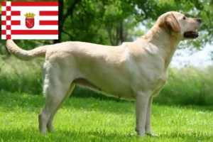 Read more about the article Labrador tenyésztők és kölykök Brémában