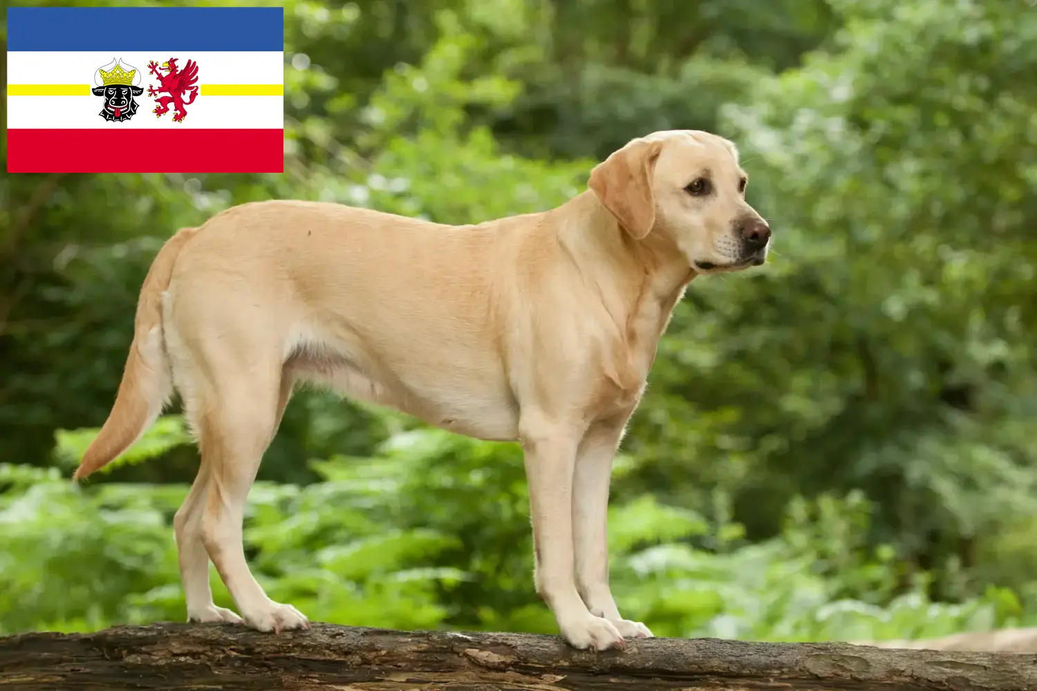 Labrador kölyökkutyák és tenyésztők Mecklenburg-Vorpommern Itt találhat Labrador tenyésztőket Mecklenburg-Elő-Pomeránia területén.