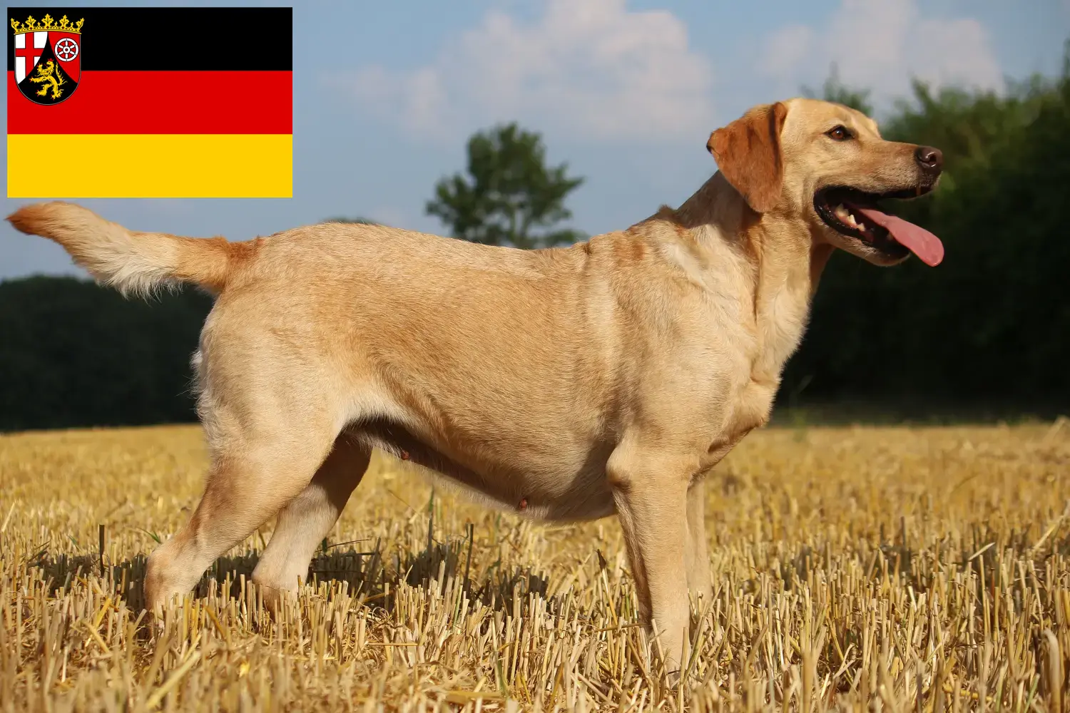 Read more about the article Labrador tenyésztők és kiskutyák Rajna-vidék-Pfalzban
