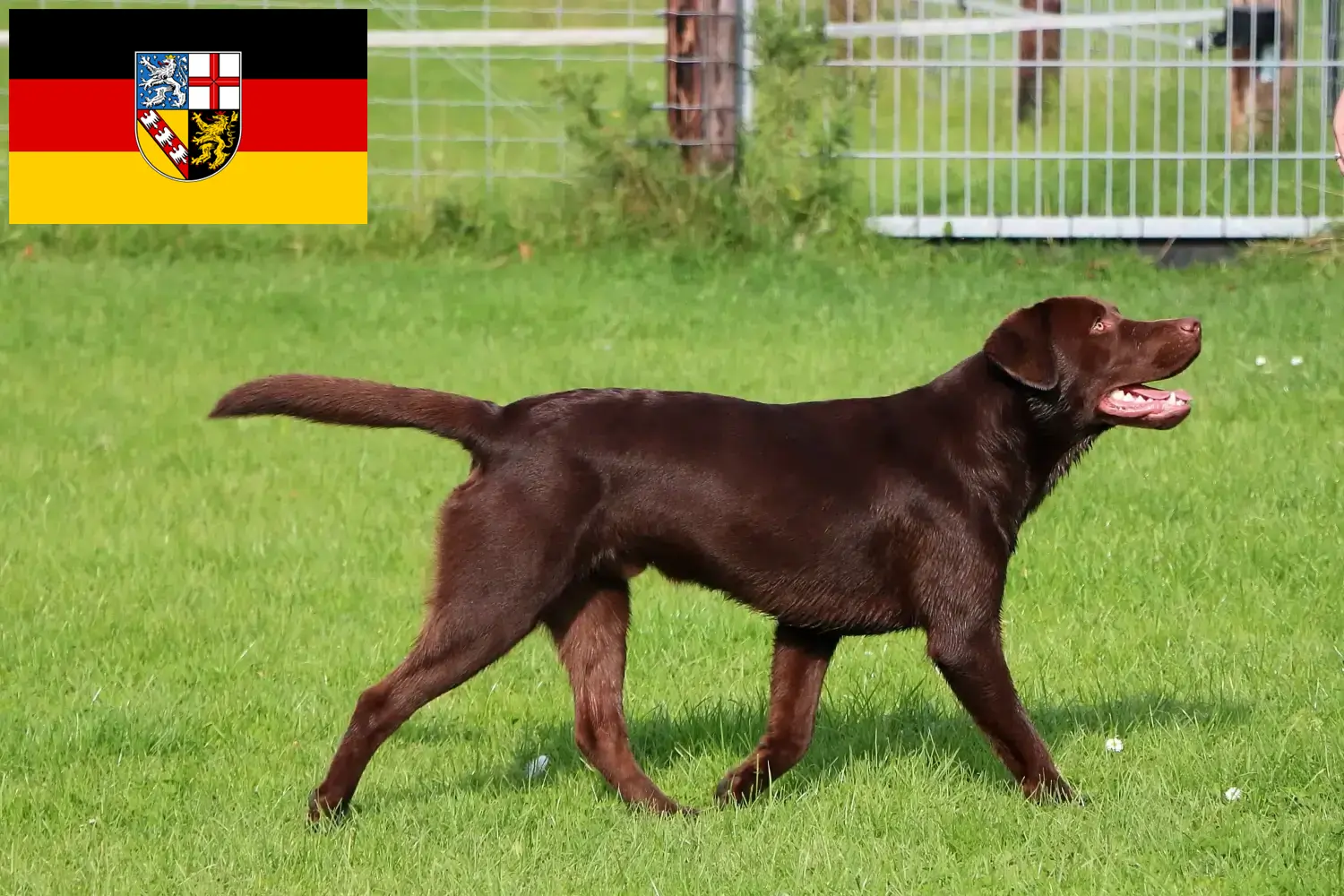 Read more about the article Labrador tenyésztők és kölykök Saar-vidéken