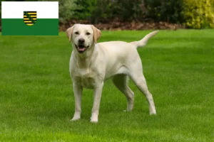 Read more about the article Labrador tenyésztők és kölykök Szászországban