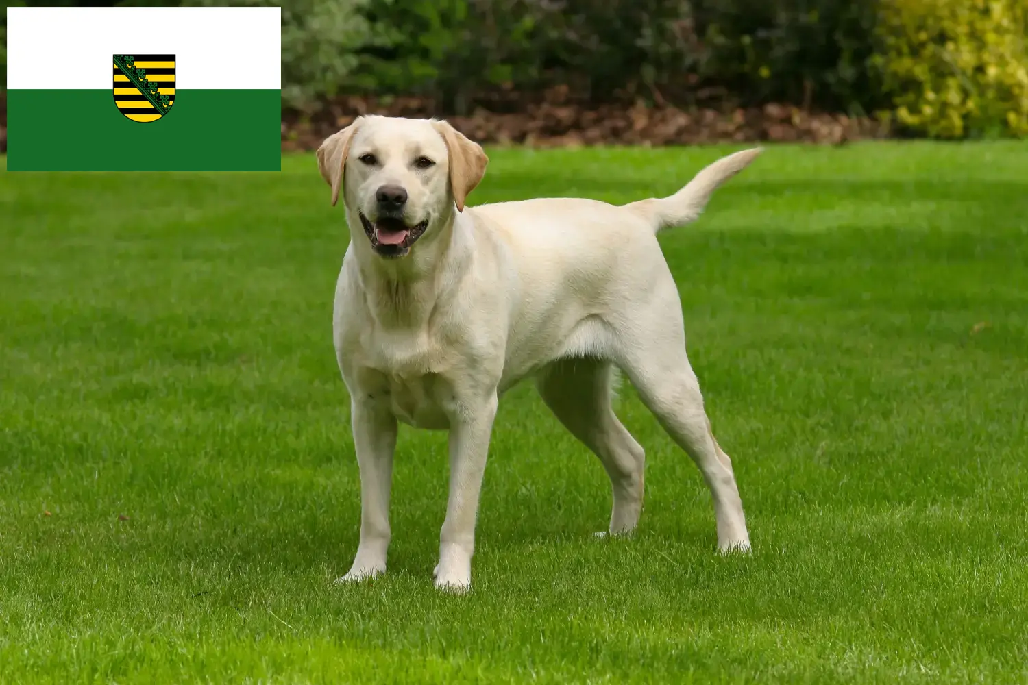 Read more about the article Labrador tenyésztők és kölykök Szászországban
