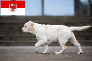 Read more about the article Labrador tenyésztők és kölykök Brandenburgban