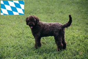 Read more about the article Lagotto Romagnolo tenyésztők és kiskutyák Bajorországban