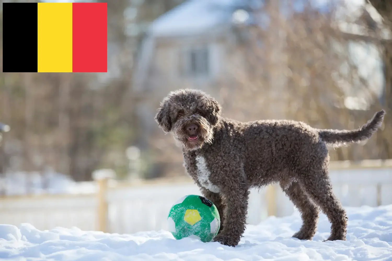 Lagotto Romagnolo kiskutyák és tenyésztők Belgium Itt találja a Lagotto Romagnolo tenyésztőket Belgiumban.