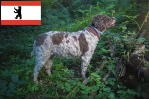 Read more about the article Lagotto Romagnolo tenyésztők és kiskutyák Berlinben