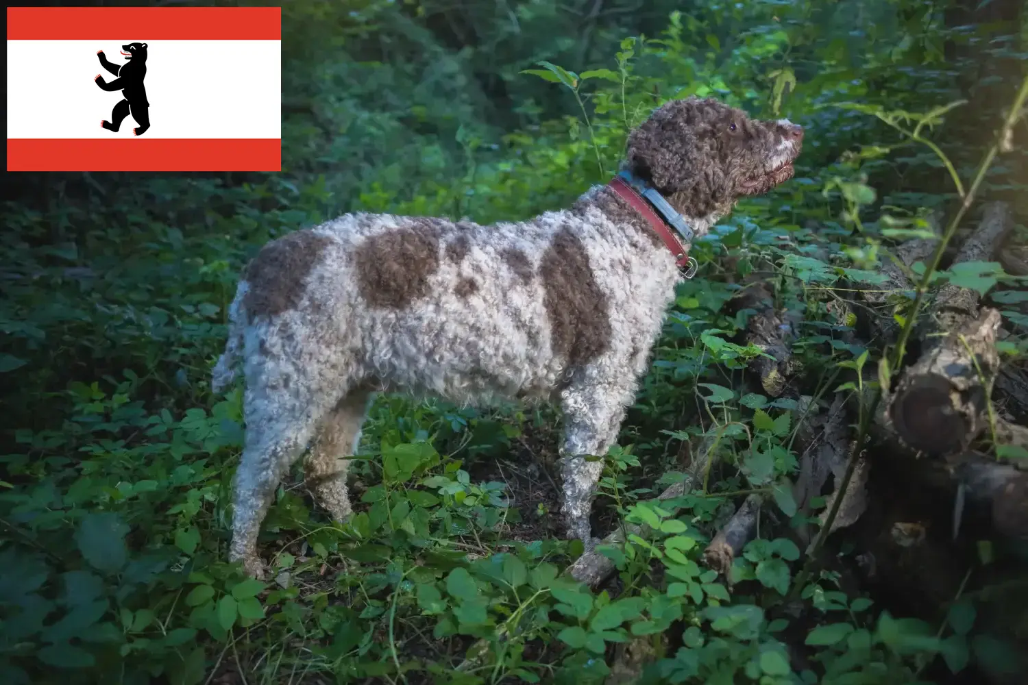 Read more about the article Lagotto Romagnolo tenyésztők és kiskutyák Berlinben
