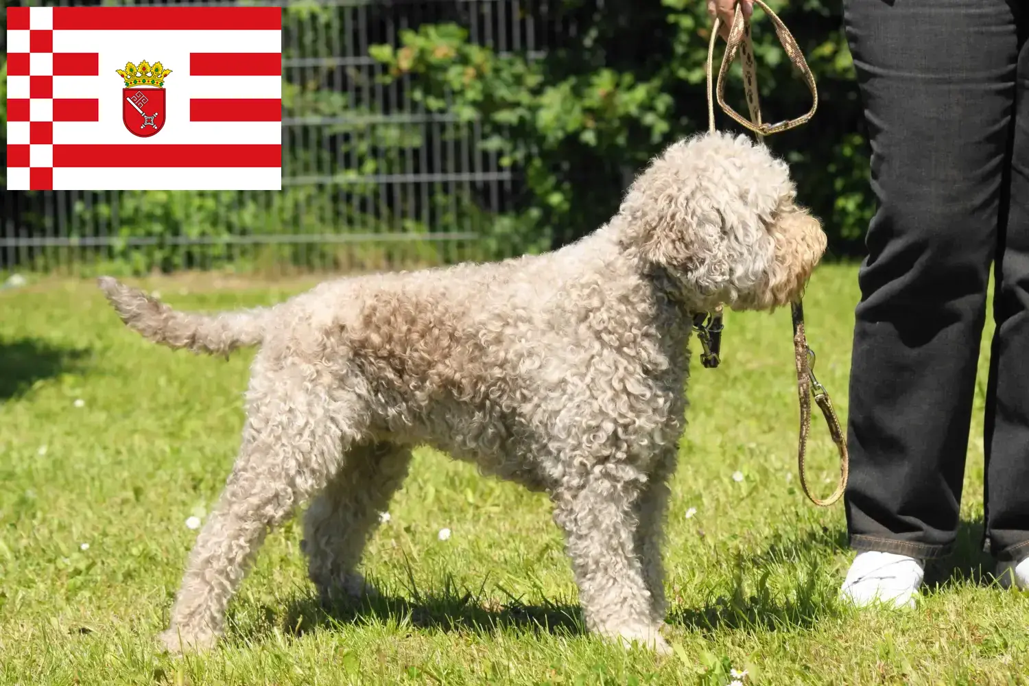 Lagotto Romagnolo kiskutyák és tenyésztők Bremen Itt találja a brémai Lagotto Romagnolo tenyésztőket.