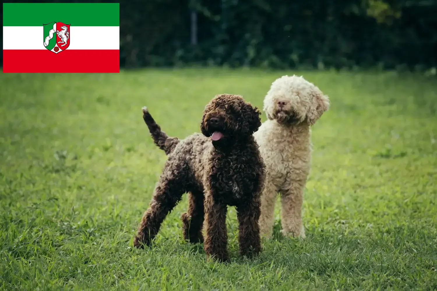 Lagotto Romagnolo kiskutyák és tenyésztők Észak-Rajna-Vesztfália Itt megtalálja a Lagotto Romagnolo tenyésztőket Észak-Rajna-Vesztfália területén.