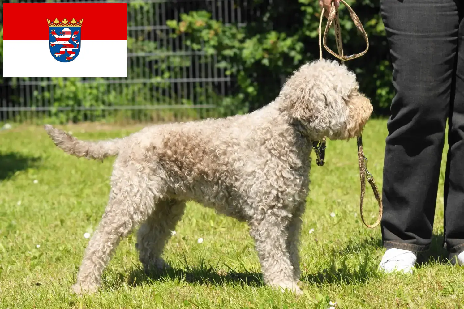 Lagotto Romagnolo kiskutyák és tenyésztők Hesse Itt megtalálja a hesseni Lagotto Romagnolos tenyésztőket.